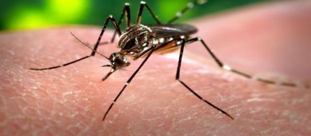 O Aedes Aegypti ainda é o inimigo público número 1 O Aedes Aegypti ainda é o inimigo público número 1