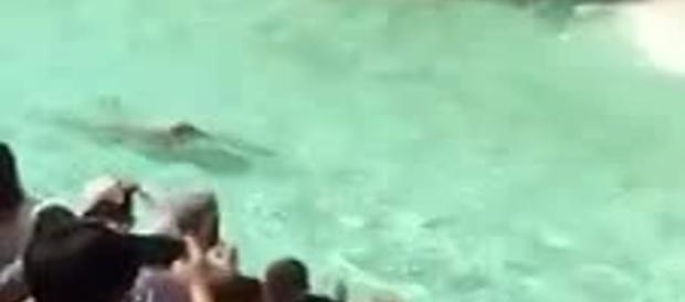 Roma, nudo nella Fontana di Trevi: italiano multato e denunciato Roma, nudo nella Fontana di Trevi: italiano multato e denunciato