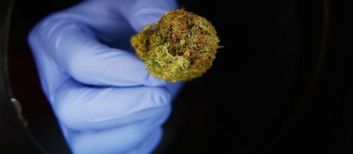 After Medical Marijuana Legalized, Medicare Prescriptions Drop For ... - npr.org
