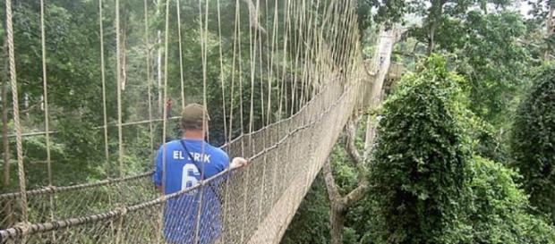 A ponte Canopy Walk em Gana, localizada dentro do Parque Nacional Kakum A ponte Canopy Walk em Gana, localizada dentro do Parque Nacional Kakum