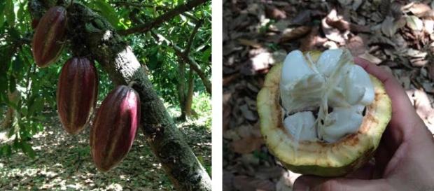 El cacao de Barlovento en la gastronomía criolla. El cacao de Barlovento en la gastronomía criolla.