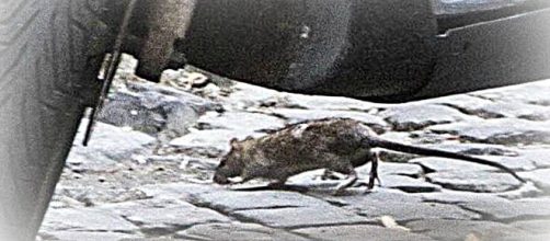 A Trastevere va in scena il morso del ratto: ragazza sotto choc e ... - intelligonews.it