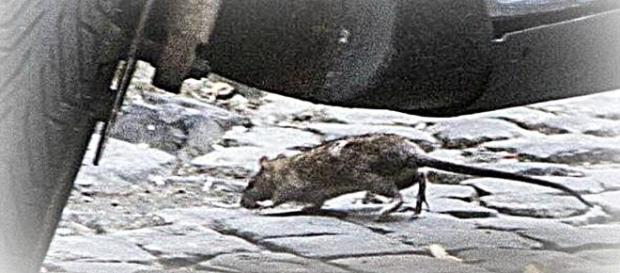 A Trastevere va in scena il morso del ratto: ragazza sotto choc e ... - intelligonews.it A Trastevere va in scena il morso del ratto: ragazza sotto choc e ... - intelligonews.it