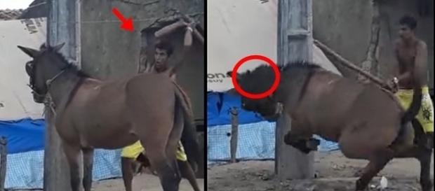 Cavalo é golpeado com pedaço de pau Cavalo é golpeado com pedaço de pau
