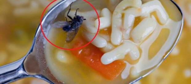 O ideal é que você descarte o alimento, após o contato desse inseto com ele O ideal é que você descarte o alimento, após o contato desse inseto com ele
