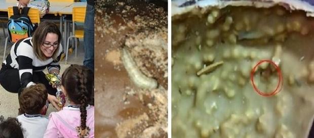 Ovos cheios de larvas foram encontrados por mães de crianças em Bertioga - SP Ovos cheios de larvas foram encontrados por mães de crianças em Bertioga - SP