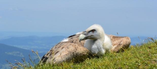 Salzburg vulture Europe / Photo CCO Public Domain via Pixabay Salzburg vulture Europe / Photo CCO Public Domain via Pixabay