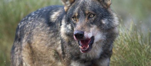 Animales: Decapitaciones y pirómanos: por qué España odia al lobo ... - elconfidencial.com
