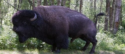 Texas, bisonte vive con una coppia di coniugi