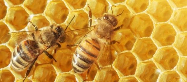 Abeilles et miel - apiculteurs en colère - (CC BY) Abeilles et miel - apiculteurs en colère - (CC BY)