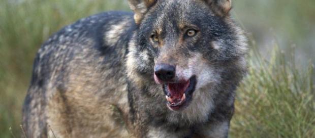 Animales: Decapitaciones y pirómanos: por qué España odia al lobo ... - elconfidencial.com Animales: Decapitaciones y pirómanos: por qué España odia al lobo ... - elconfidencial.com