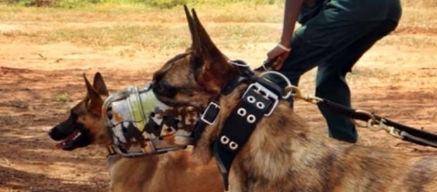 Anti poaching dog training. Image screencap via Daniel Iuga Youtube.com Anti poaching dog training. Image screencap via Daniel Iuga Youtube.com