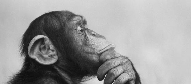 Controlling animal behavior is now on the cards / Photo via Can we know what animals are thinking? – The Economist - economist.com Controlling animal behavior is now on the cards / Photo via Can we know what animals are thinking? – The Economist - economist.com