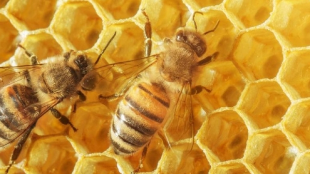 Abeilles et miel - apiculteurs en colère - (CC BY)