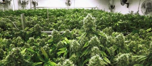 John Kelly says Marijuana won't be part of the war on drugs [Image credit: @thinkprogress/Twitter]