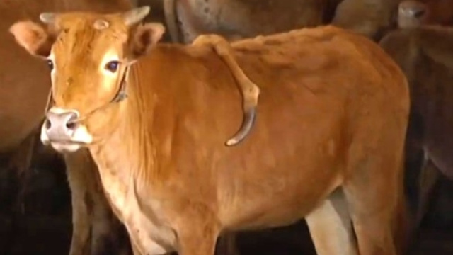 Cina, mucca con 5 gambe: un arto sulla schiena