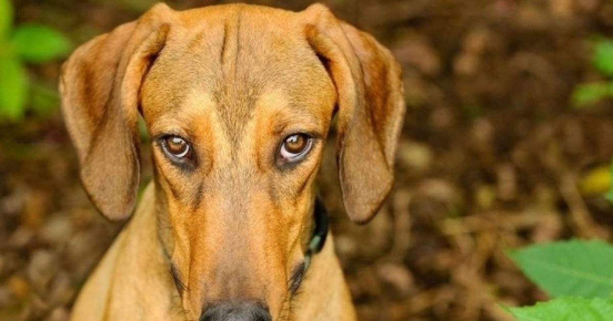 That guilty look on your dog’s face may be learned behavior
