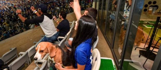 Mineirão inova e lança 'arCãobancada', espaço para cachorros ... - com.br Mineirão inova e lança 'arCãobancada', espaço para cachorros ... - com.br