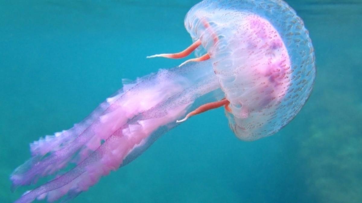 What Kinds Of Animals Are Found In Deep Ocean Waters