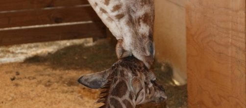April the giraffe gave birth to her baby boy on April 15, 2017. / Photo via Blasting News and npr.org