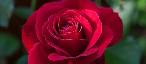 Free photo: Flower, Rose, Red, Red Rose - Free Image on Pixabay ... - pixabay.com
