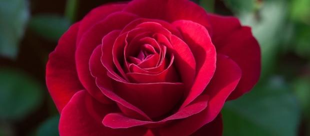 Free photo: Flower, Rose, Red, Red Rose - Free Image on Pixabay ... - pixabay.com Free photo: Flower, Rose, Red, Red Rose - Free Image on Pixabay ... - pixabay.com