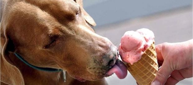Gelato per cane: le gustosissime ricette fai da te - bamzum.com Gelato per cane: le gustosissime ricette fai da te - bamzum.com