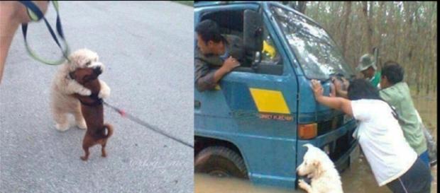 Imagens engraçadas (Fonte: http://historiascomvalor.com/17-caes-que-sao-tao-perfeitos-que-o-farao-sorrir-como-nunca-antes/) Imagens engraçadas (Fonte: http://historiascomvalor.com/17-caes-que-sao-tao-perfeitos-que-o-farao-sorrir-como-nunca-antes/)