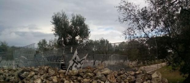 Gasdotto, ulivi fermi nel cantiere saranno messi a dimora. Ma Tap ... - ilpaesenuovo.it Gasdotto, ulivi fermi nel cantiere saranno messi a dimora. Ma Tap ... - ilpaesenuovo.it
