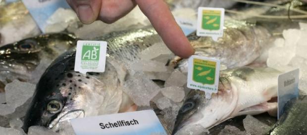 Fischvergiftungen: So erkennt man frischen Fisch und schützt sich ... - spiegel.de Fischvergiftungen: So erkennt man frischen Fisch und schützt sich ... - spiegel.de