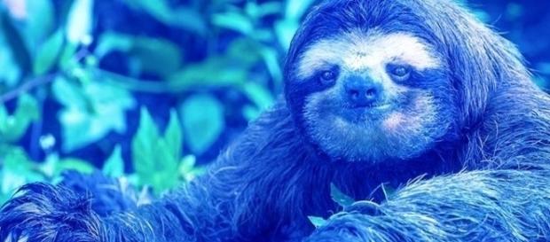 ‘Preguiça Azul’ é o novo desafio da internet e foi criado por brasileiros ‘Preguiça Azul’ é o novo desafio da internet e foi criado por brasileiros