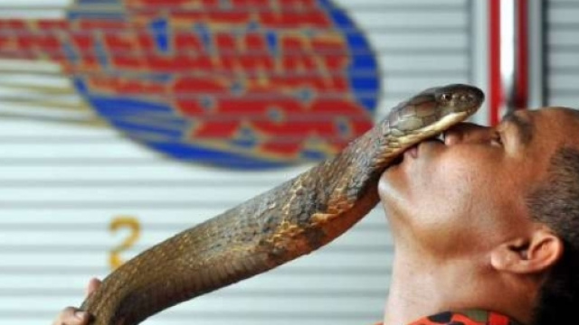 Abu Zarin Hussin: l'uomo che sussurra ai serpenti