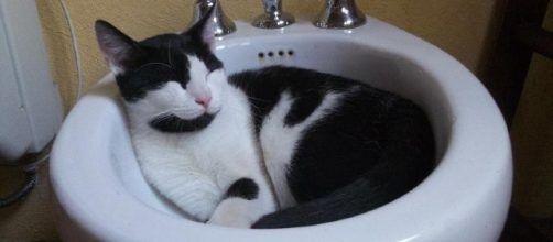 Amatissimo in Italia anche dai nostri animali domestici, il bidet è una recente scoperta in Usa e aiuta l'export italiano