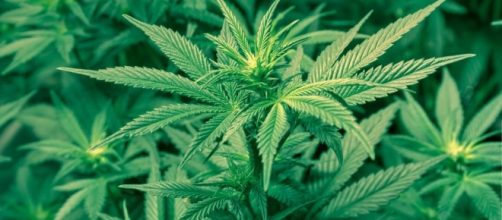 Cannabis, favorevoli e contrari nel 'Giorno dell'erba'