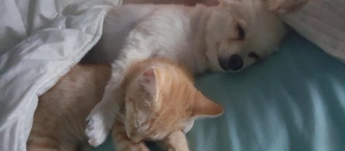 Tiny Kitten Grows Up With Very Protective and Loving Surrogate Dog Dad ... - lovemeow.com