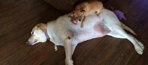 Yellow Lab Lets Little Foster Dogs Sleep On Top Of Her - thedodo.com