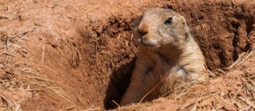 Donald Trump Jr. Plans To Hunt Prairie Dogs, People Are Upset ... - dailycaller.com