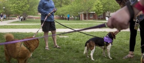WKU kicks off volunteer week with dogs | Life | wkuherald.com - wkuherald.com