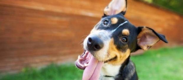 Cachorros feliz é cachorro saudável Cachorros feliz é cachorro saudável