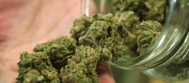 O uso da maconha para fins recreativos é permitido em alguns estados americanos O uso da maconha para fins recreativos é permitido em alguns estados americanos