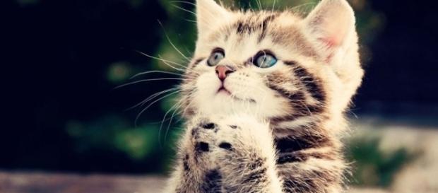 Os gatos são únicos e muito carinhosos Os gatos são únicos e muito carinhosos