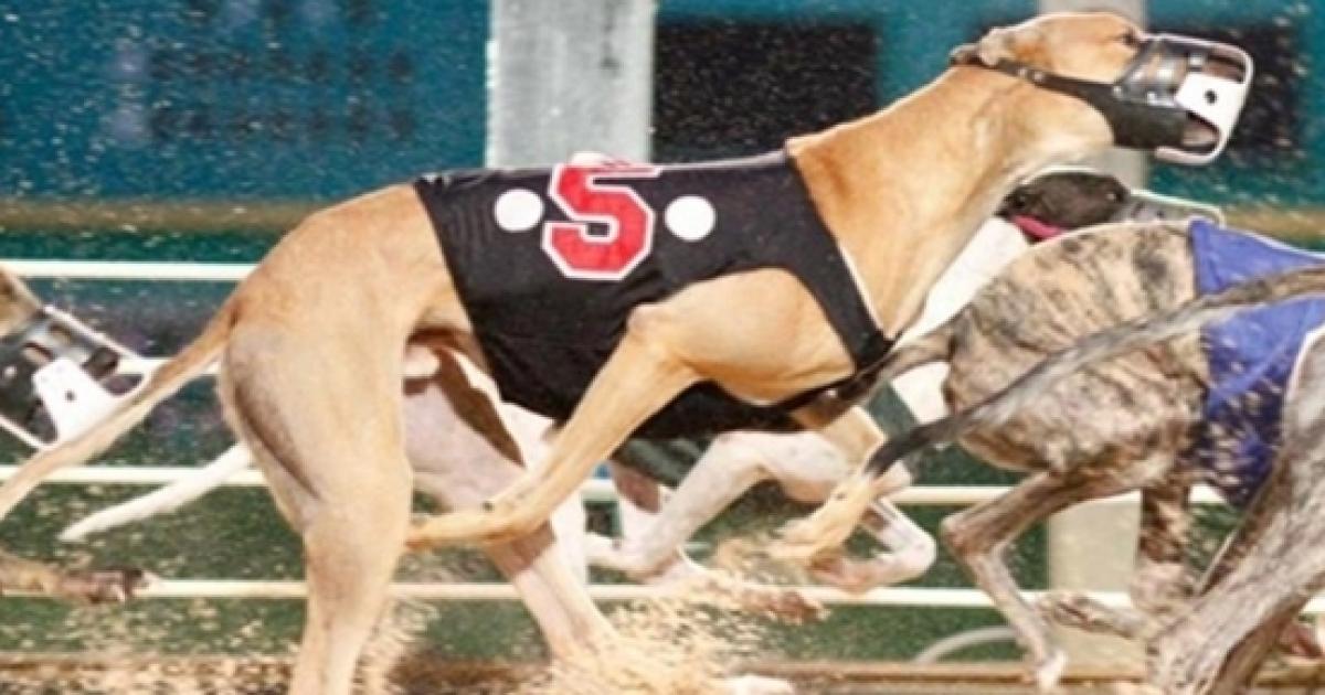 mardi gras greyhound racing program