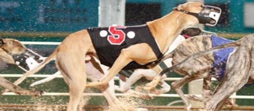 South Florida Greyhound Racing to ban steroids | Mardi Gras Casino - mgfla.com