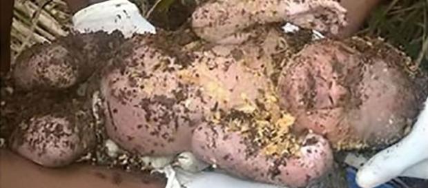 Bebê é encontrado vivo e coberto de terra após mãe enterrá-lo. Veja o estado de saúde do bebê. Bebê é encontrado vivo e coberto de terra após mãe enterrá-lo. Veja o estado de saúde do bebê.