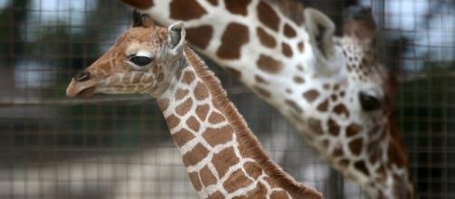 April The Giraffe Top Baby Names Revealed, Oliver Meets Son As ... - inquisitr.com