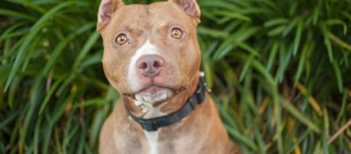 Breed Specific Legislation & The Truth About Pit Bulls - The ... - dogingtonpost.com
