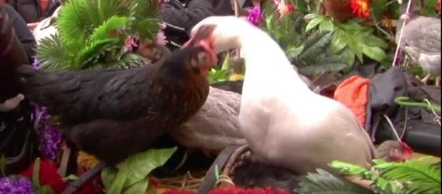 Galline legate e uccise in onore della Madonna. Galline legate e uccise in onore della Madonna.