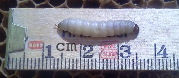 Omida miraculoasă care poate salva planeta de deșeurile din plastic. Foto: Wikipedia Omida miraculoasă care poate salva planeta de deșeurile din plastic. Foto: Wikipedia