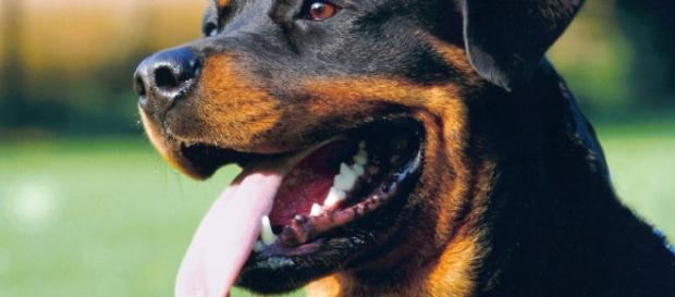 Rottweiler atacou criança de 4 anos em Matosinhos Rottweiler atacou criança de 4 anos em Matosinhos