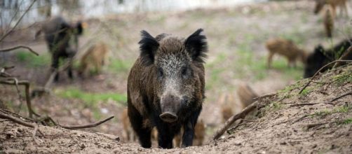 Wild boars reportedly attacked ISIS in Iraq, killing 3 fighters - theweek.com